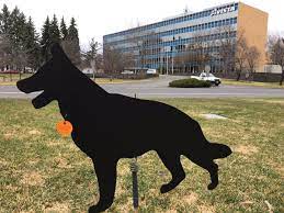 DogDecoyatAvista